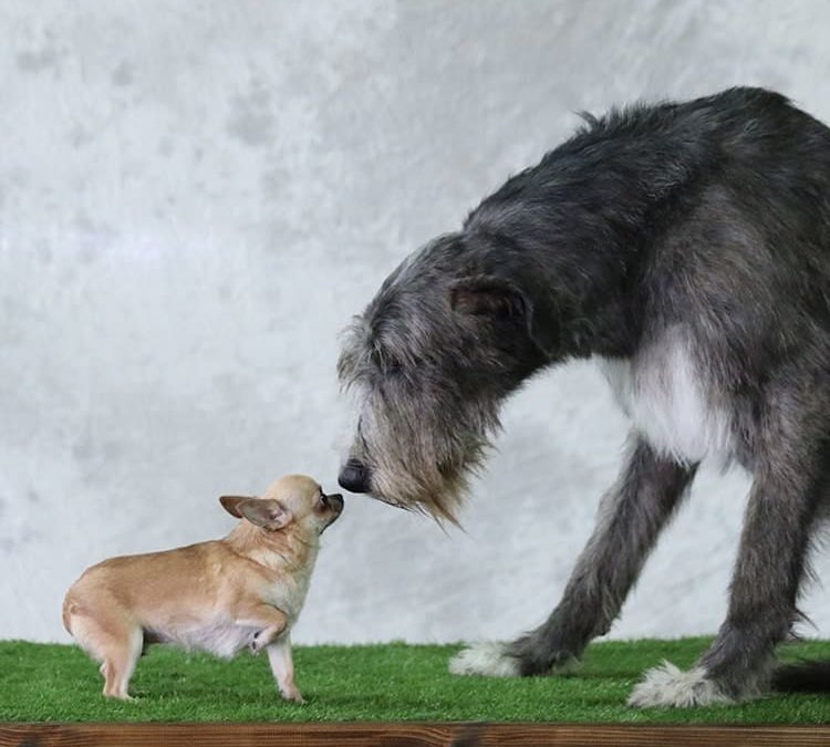 Sourcing bimodal : les relations entre grands groupes et start-up